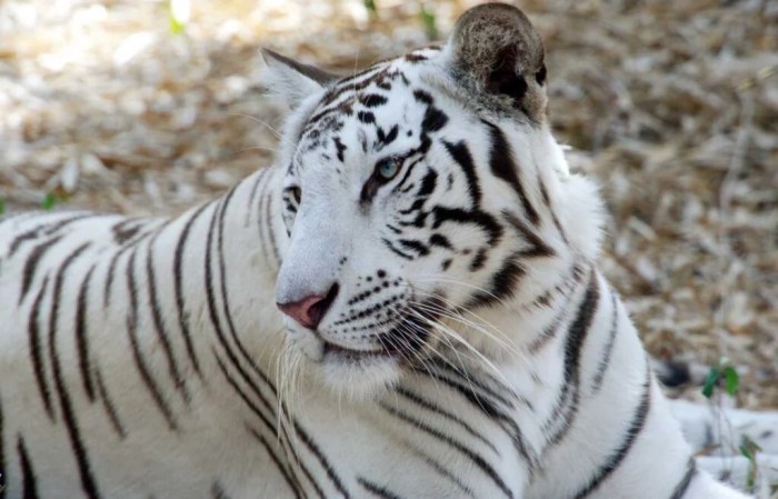 Tigers Jahmai Jones DH Time?