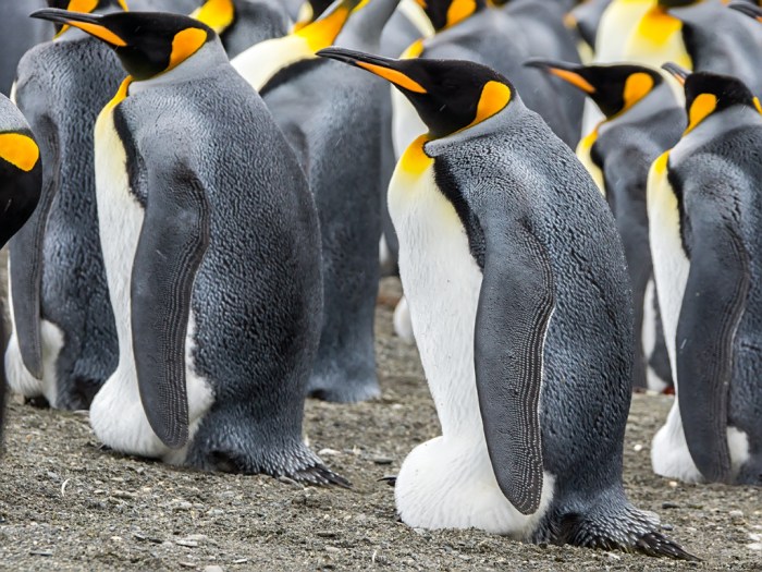 King Penguins Life Cycle Penguins philip kemp inks two year deal