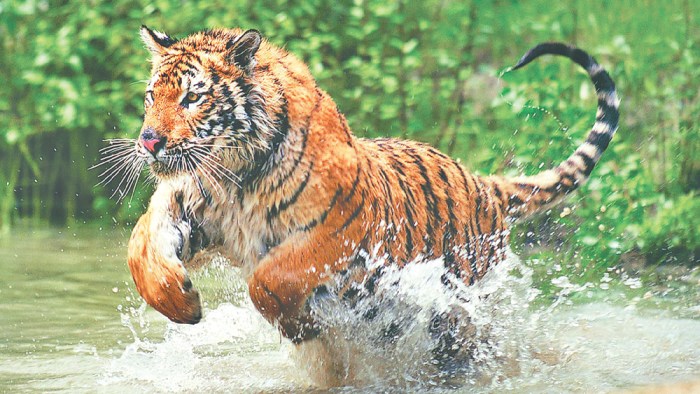 Tigers parker meadows idle for second game of day
