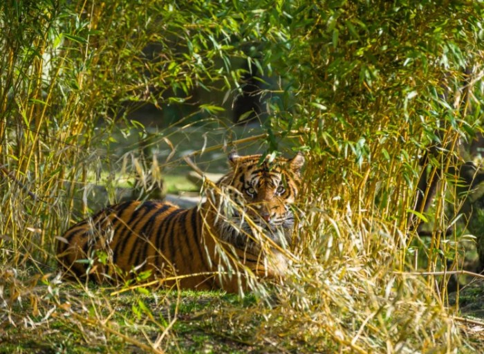 What Does Baby Tigers Look Like - Infoupdate.org Tigers gleyber torres reaches three times in loss