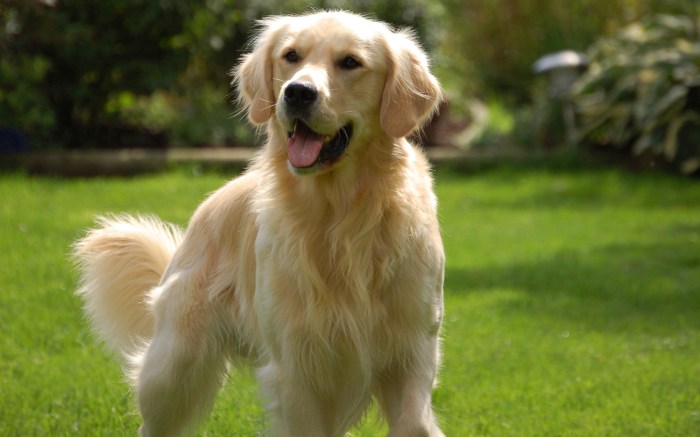 Der Golden Retriever Hund Golden knights jeremy davies signs with vegas