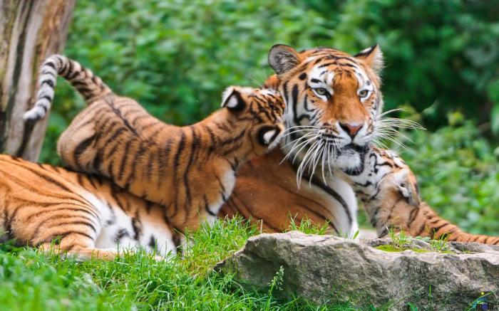 Tigers bailey horn sticking with tigers