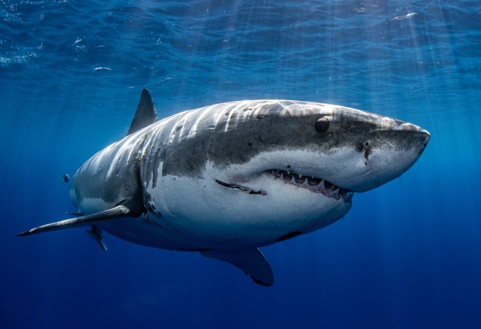 Sharks Shane Bowers Heading West in Trade A Deep Dive