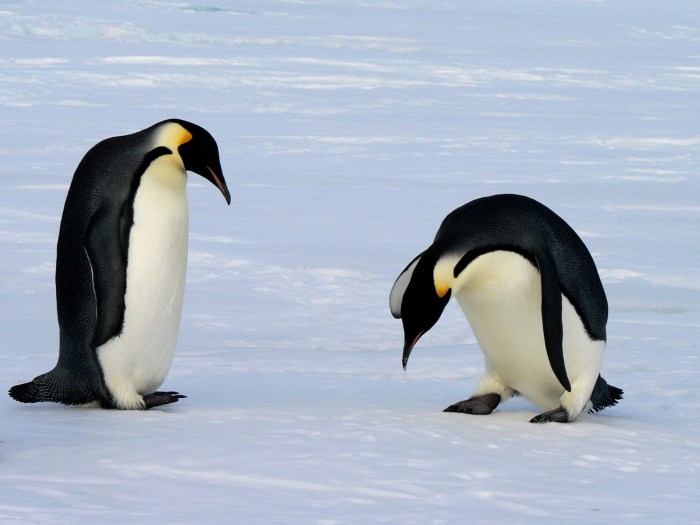 File:Emperor penguins (2).jpg - Wikimedia Commons Penguins melvin fernstrom playing in sweden next year