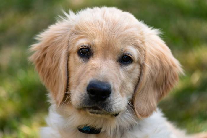 ABOUT Mini Goldens | Golden retriever baby, Miniature golden retriever ... Golden knights kaedan korczak re ups with club