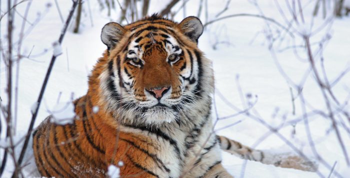 Exquisite unusual 'black tigers' caught on camera in India Tigers bailey horn sticking with tigers