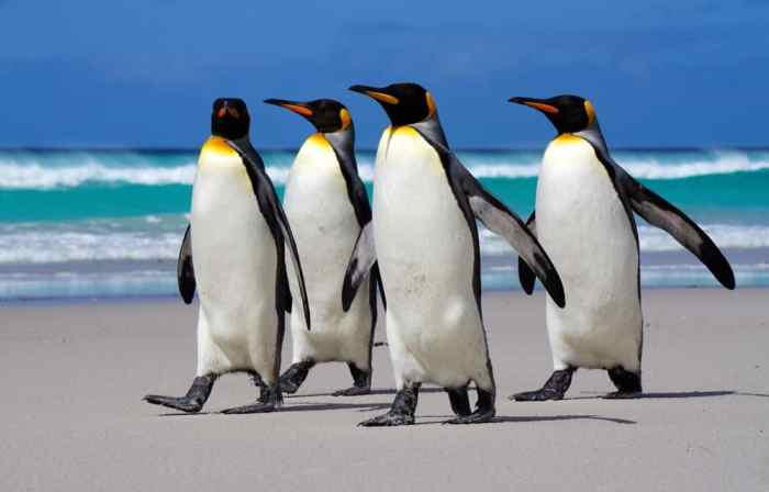 Penguins melvin fernstrom playing in sweden next year