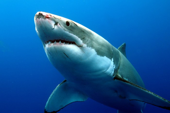 Sharks Pavol Regenda Signs with San Jose
