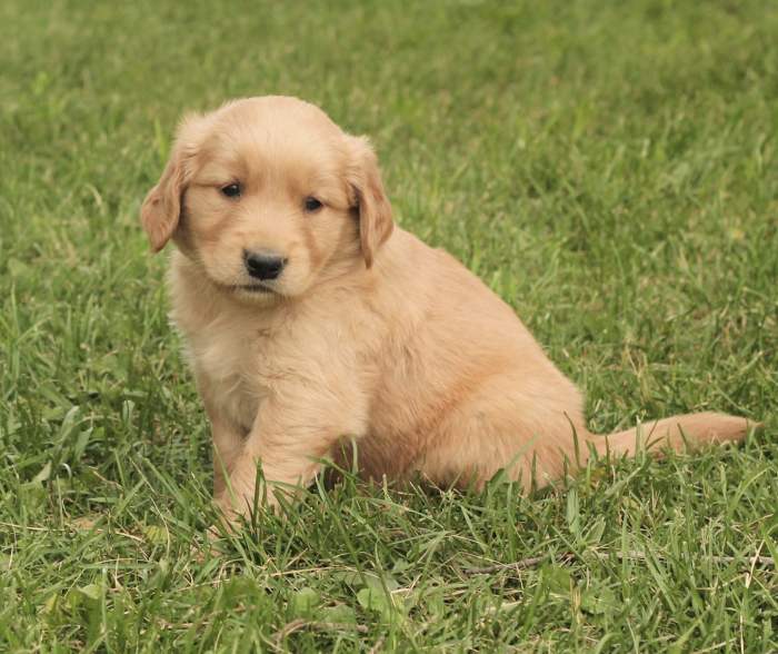 Golden Retriever Welpen Golden knights cole reinhardt headed to sin city