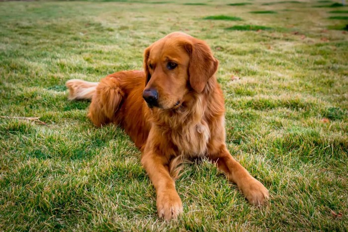 European Dark Golden Retriever Puppies for Sale| Rockvale Puppies Golden knights kaedan korczak re ups with club