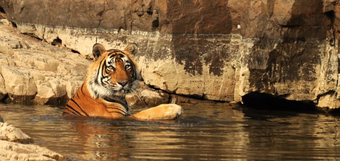 Tigers riley greene resting after six rbi game