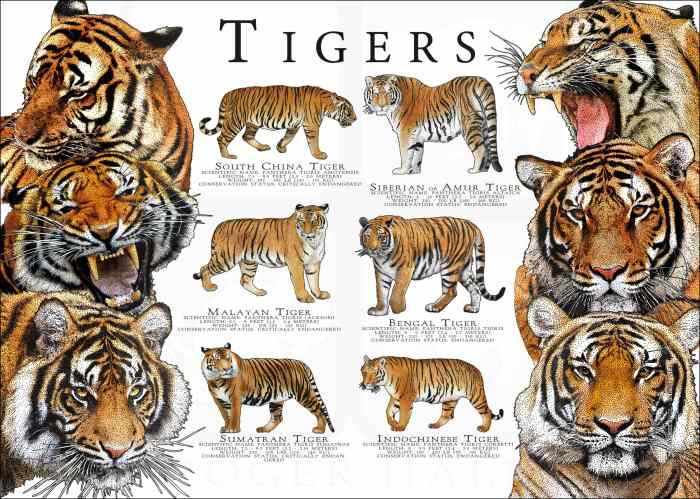 Tigers justyn henry malloy returning to big club