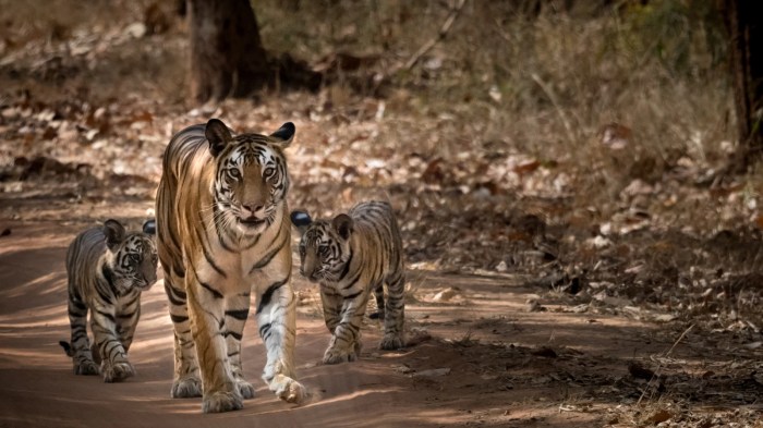 Top 10 facts about Tigers | WWF Tigers jack flaherty strikes out nine in no decision