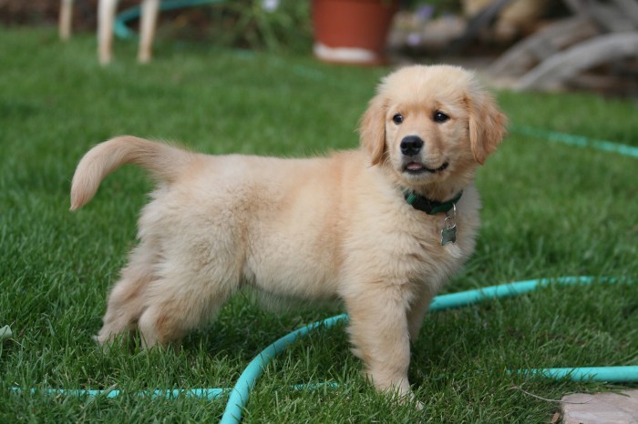 How Big Is A Golden Retriever Puppy Neck Golden knights jeremy davies signs with vegas