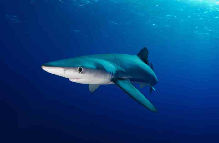 Listahan ng Mga Uri ng Pating at Katotohanan Tungkol sa Bawat Isa Sharks alex nedeljkovic acquired for third round pick