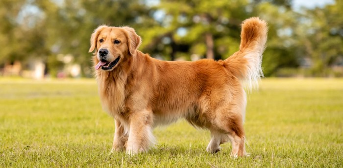 De 10 beste Golden Retriever Fokkers In Washington - hond-event.nl Golden knights jeremy davies signs with vegas