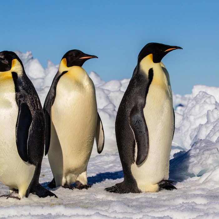 Emperor Penguin Pictures Penguins melvin fernstrom playing in sweden next year