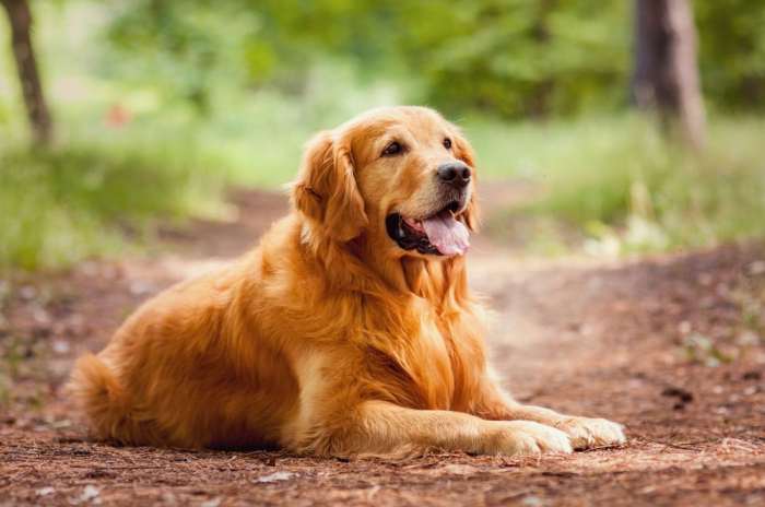 Mia’s puppies - Dark Red Field Golden Retriever - Puget Sound Golden ... Golden knights kaedan korczak re ups with club