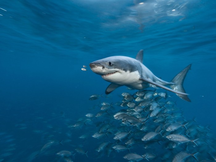 20 Facts We Never Knew About Great White Sharks – Quizzable News Sharks dmitry orlov inks two year contract