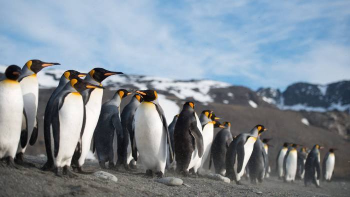 Penguins | Smithsonian Ocean Penguins melvin fernstrom playing in sweden next year
