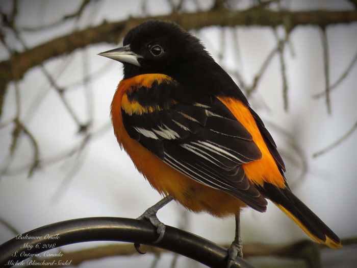 Download Playful Orioles Bird close up | Wallpapers.com Orioles keegan akin to il with shoulder inflammation