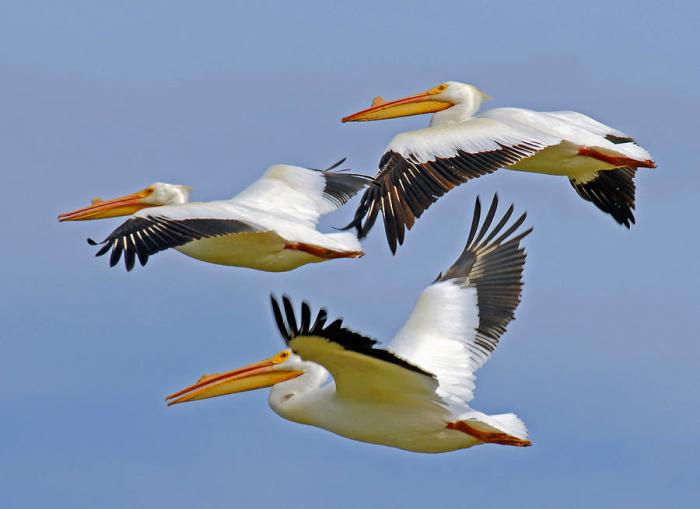 Pelicans in flight CW323 - campestre.al.gov.br Pelicans trey alexander signs two way deal with new orleans