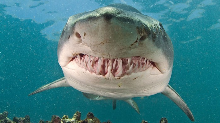 Sand Sharks Sharks dmitry orlov inks two year contract