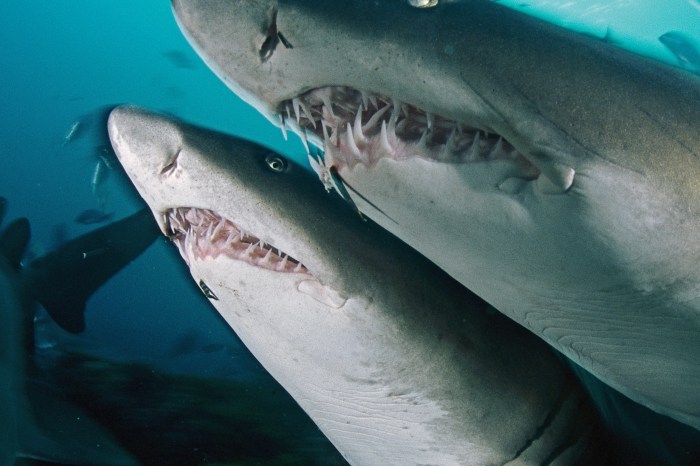 Sand Tiger Shark Images Sharks alex nedeljkovic acquired for third round pick