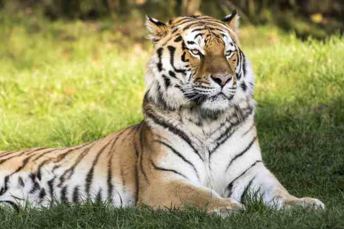 Tiger Attacks: A Comprehensive History - A-Z Animals Tiger woods posts photo vanessa trump confirms dating rumors