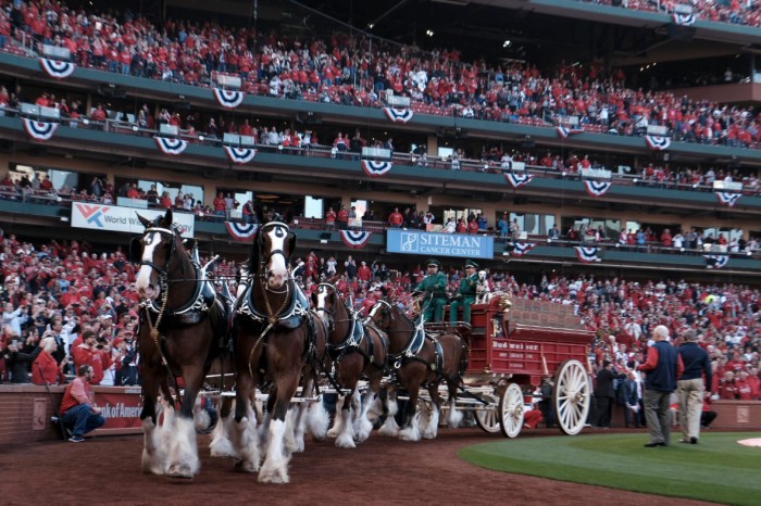 Why St. Louis Cardinals' Opening Day traditions are the best in baseball Cardinals willson contreras avoids structural damage