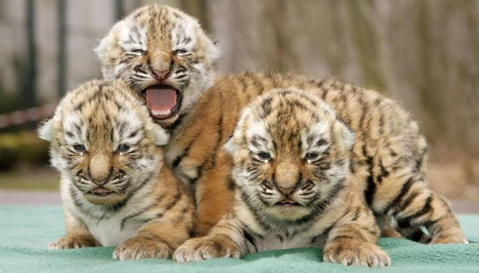 Sumatran tiger twins thriving in first public appearance at Chester Zoo ... Tigers gleyber torres reaches three times in loss