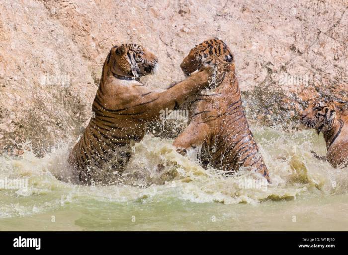 Tigers colt keith doubles twice in twin bill