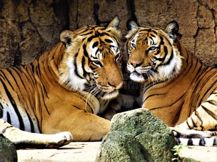 Tigers Spencer Torkelson Productive in Twin Bill