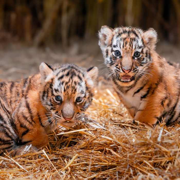Tigers colt keith doubles twice in twin bill