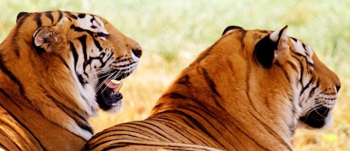 Tigers tyler owens back in minors